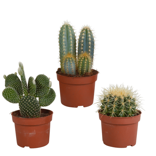 Cactus mix 3 stuks in 10,5 cm pot